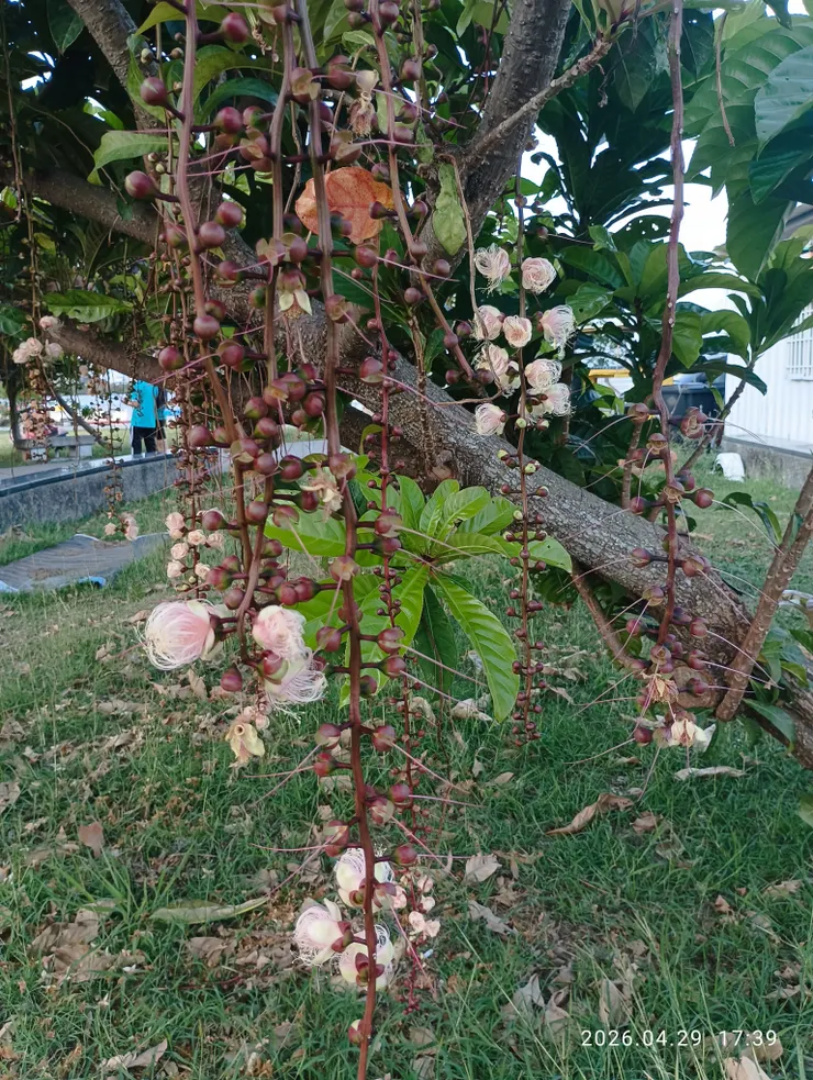 穗花棋盤腳花開