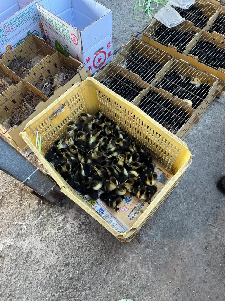 鴨子，壓制～