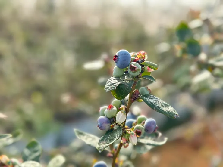 新鮮的藍莓掛在枝頭上，真的很誘人