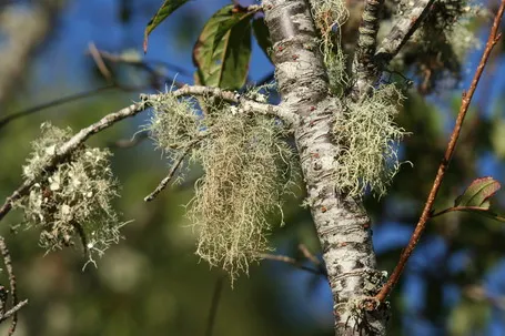 有人認為女蘿就是松蘿，是一種附生植物