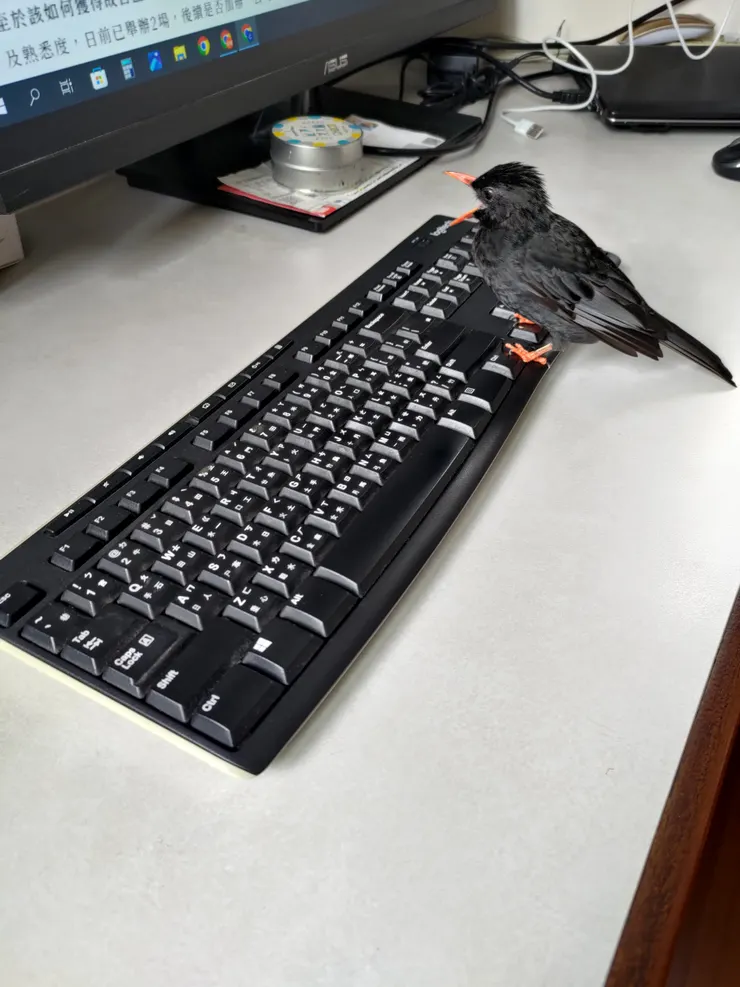 圖示：紅嘴黑鵯台灣特有亞種成鳥張大嘴，站在無線鍵盤上看電腦螢幕。圖片來源為張居隱：https://www.shutterstock.com/zh/image-photo/2579545593