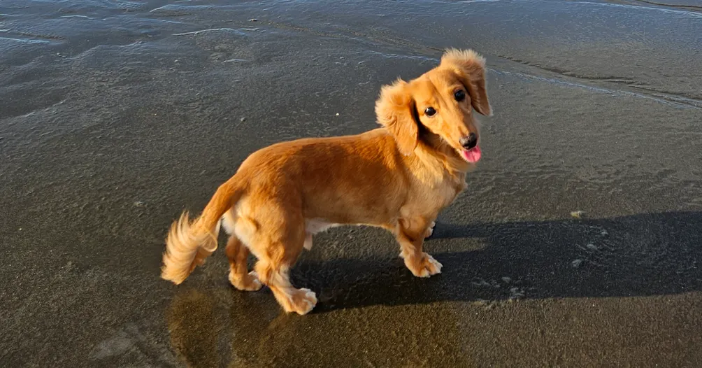 牧犬員日誌