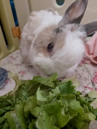 壽司得了歪頭症