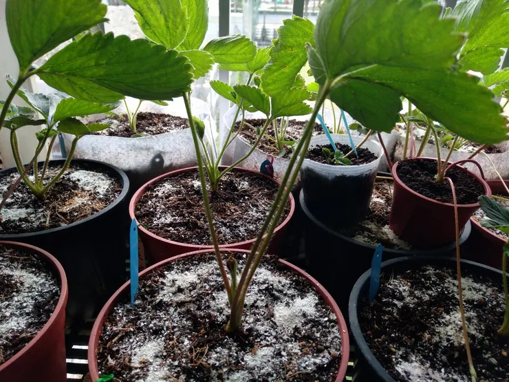 蛋殼磨成粉作有機肥料也可充當下雪景象