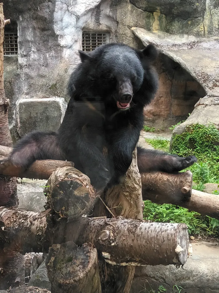 雖然沒拍到他招手,不過黑熊也會劈腿的。(臺北市立動物園,臺灣動物區))