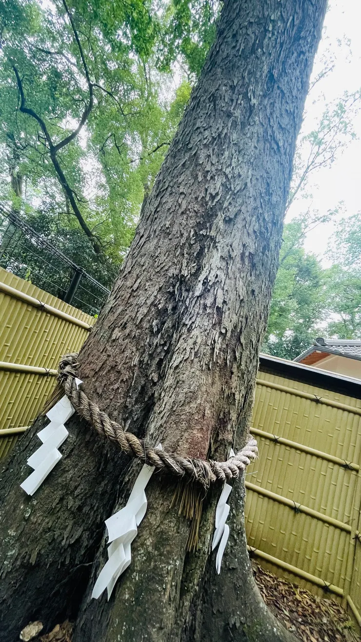 充滿能量的參天大樹，讓我忍不住出手抱樹。