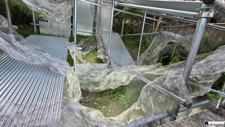 白日夢：凝華於消融之前