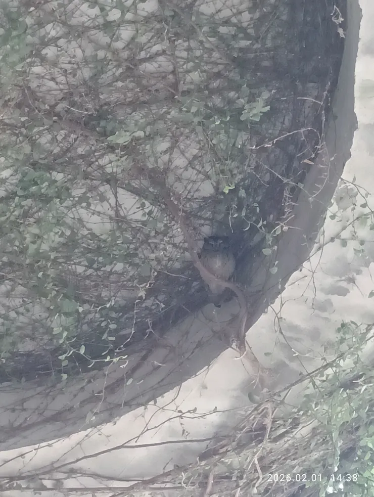 去年幾不見，昨往終得再見“角鴞”！（貓頭鷹）