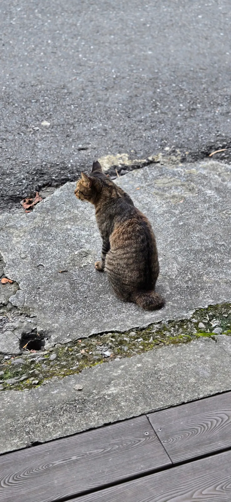 小鎮店家出沒的貓