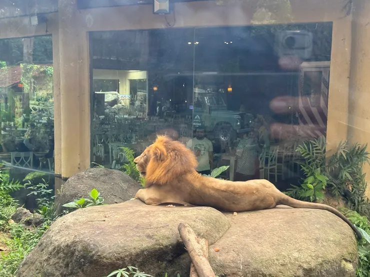 Safari Zoo. (趙康康提供)