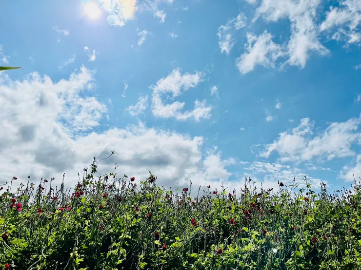 細碎小紅花奮力向藍天