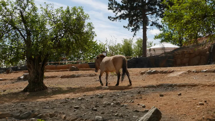 布拉格動物園這邊最有名的蒙古野馬
