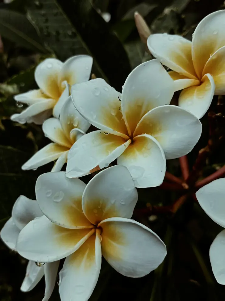 照片拍攝於麻吉的幸福農園