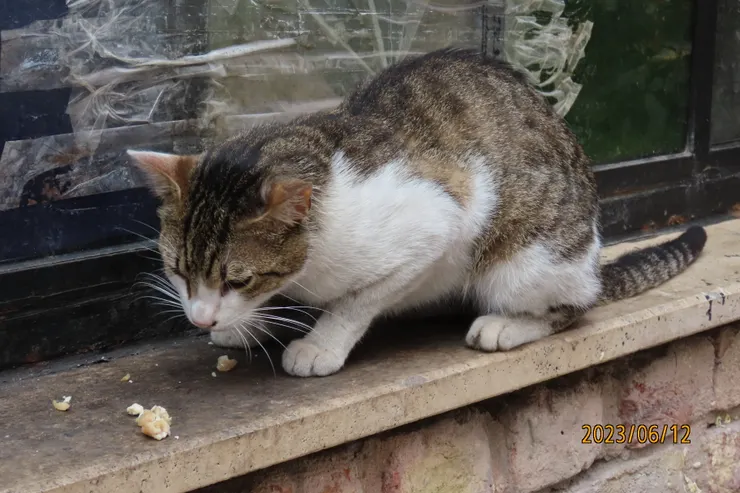 圖十八: 終於可以飽餐一頓了。