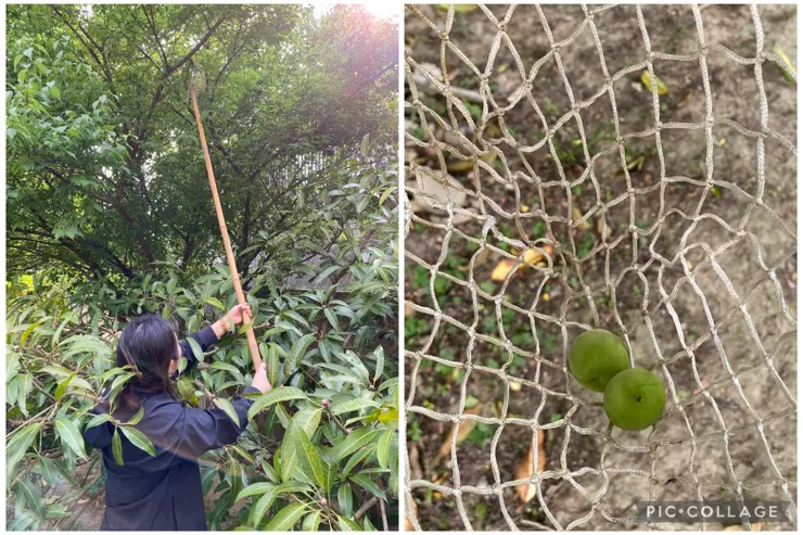用摘文旦的大網子，努力把梅子勾下來