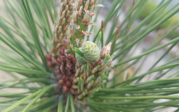 已受粉的雌毬果，顏色會從紫紅色變成綠色。但要真正「圓房」(受精)，可得等上整整一年。