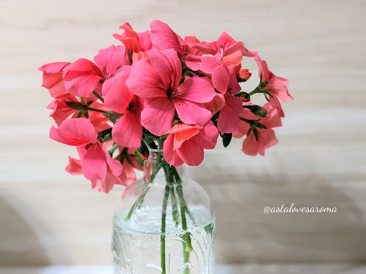 勤花的天竺葵也適合做為切花欣賞