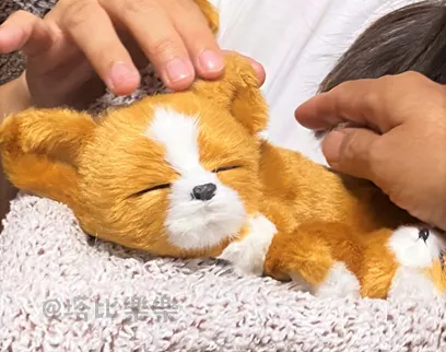 【超級仿真】狗狗除臭竹炭包