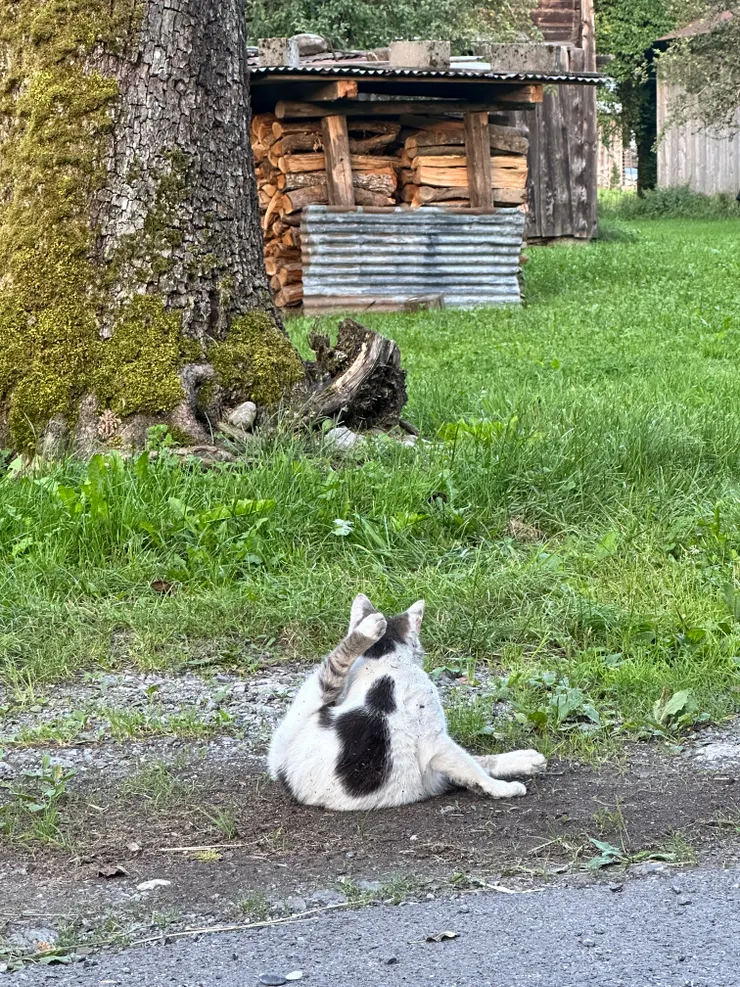 在阿爾卑斯山鄉間小鎮的貓。（純曬貓，因為貓都是瑜伽大師）