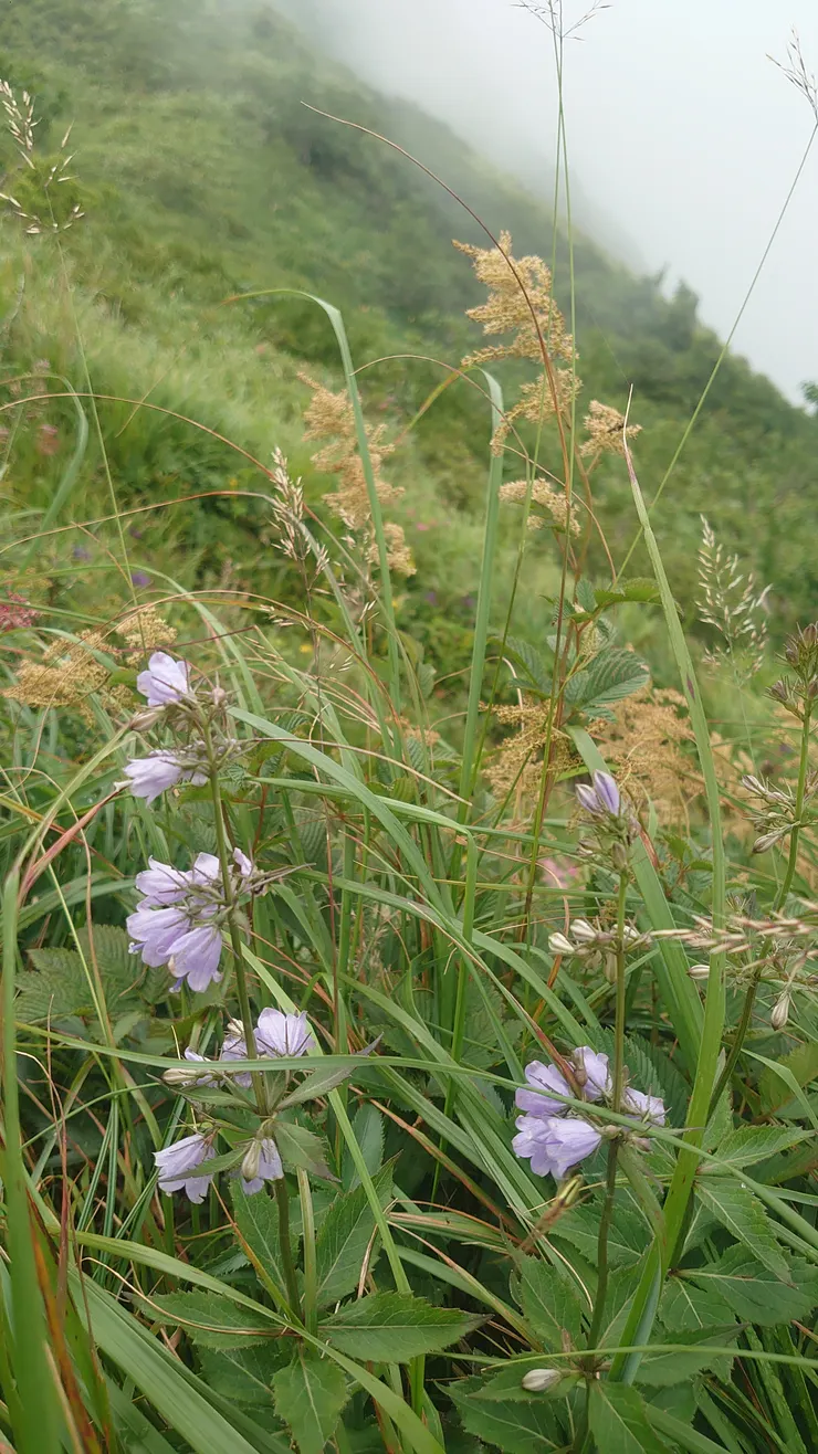 有點像喬麥草又不太像