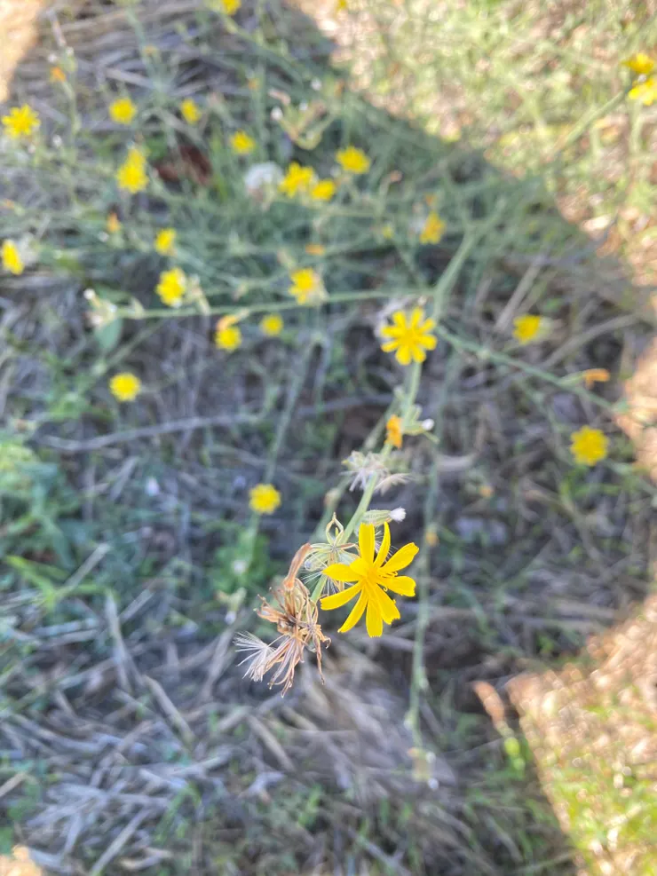 閒情逸致拍花花