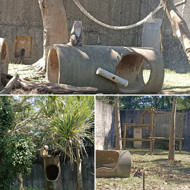 看看猴子,非常的悠哉,有在睡午覺跟玩耍的