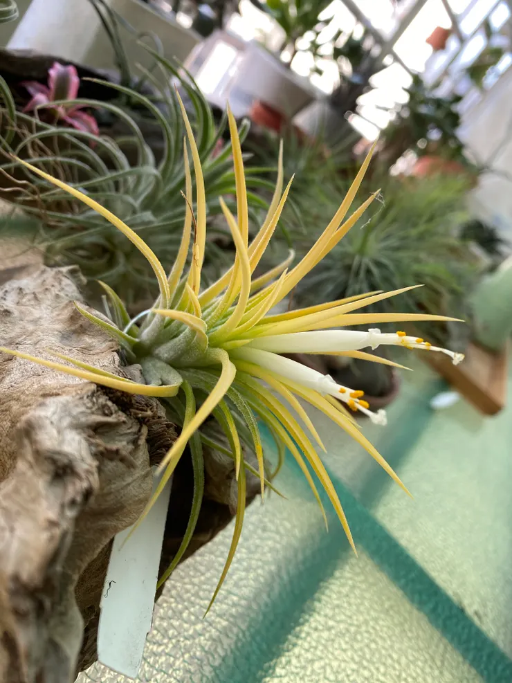 葉子黃了-花兒白了