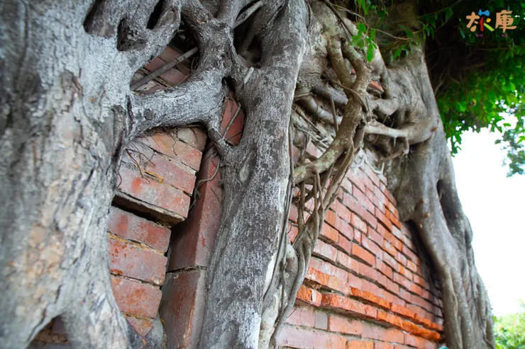 巨大榕樹包覆住廟（圖片截圖於網路）