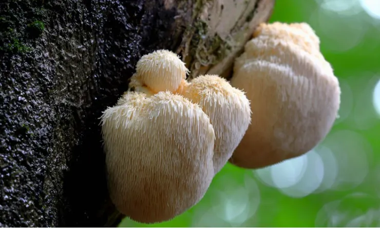 原來猴頭菇長在樹上是這樣