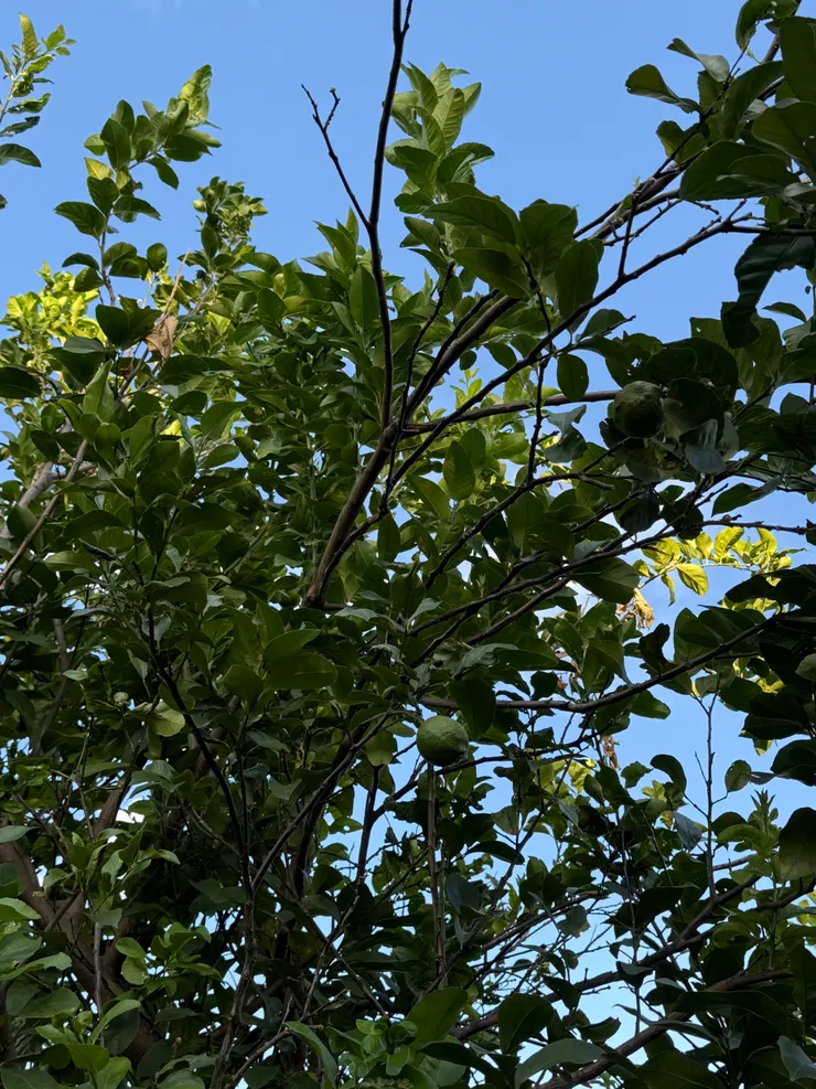 2025/09/21 其中一顆檸檬樹