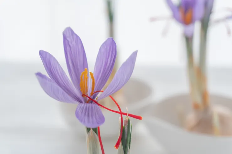 悠活助眠複方膠囊 60粒