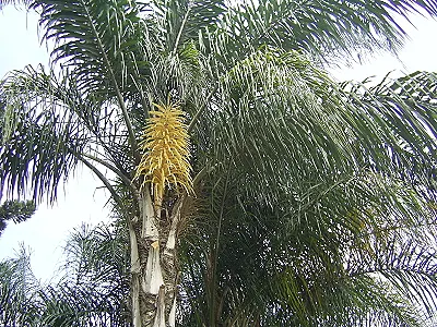 src