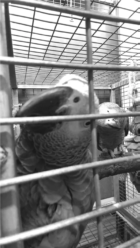 籠子裡的非洲灰鸚鵡圖  © Arik Kershenbaum｜出自《聽，動物在「說話」》 © 臉譜出版 2024