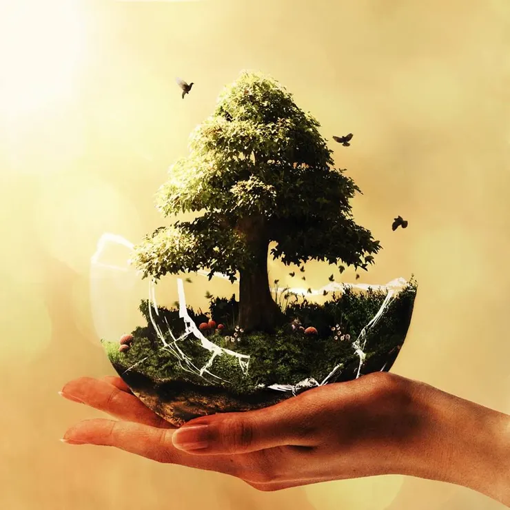 ʜᴀᴅᴀᴄᴀʀᴏʟɪɴᴀ | Manipulation, Bonsai, Nature