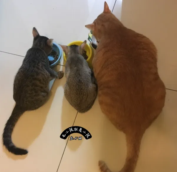 即使心碎，也要維持優雅的隊形