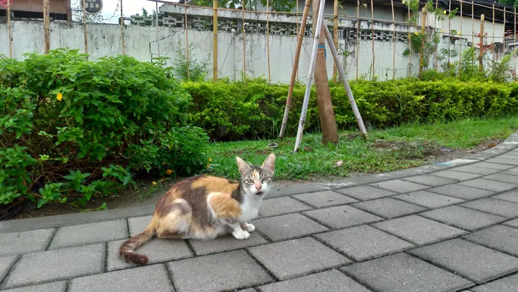 勝利星村裡的路霸小貓