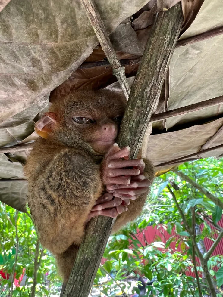 薄荷島上的可愛眼鏡猴