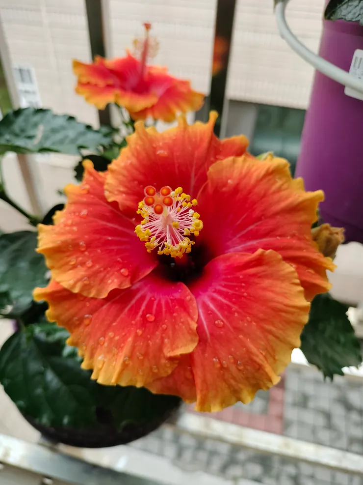 朱槿－火焰－手機自拍