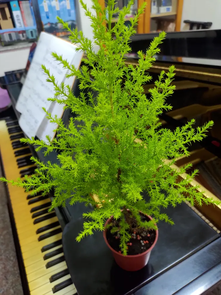 娘家的大鋼琴和爸爸昨天買的香柏?!!