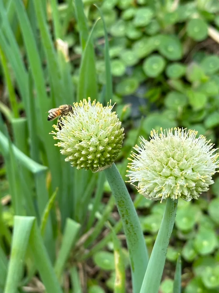 遇見美麗的『蜂』景。