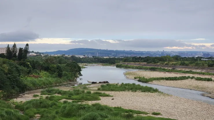 再次騎上溪尾大橋，在貓羅溪段可以看到水牛群。