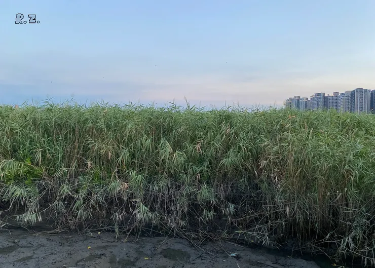 家燕的棲宿地蘆葦叢  ([陳傳義]拍攝)