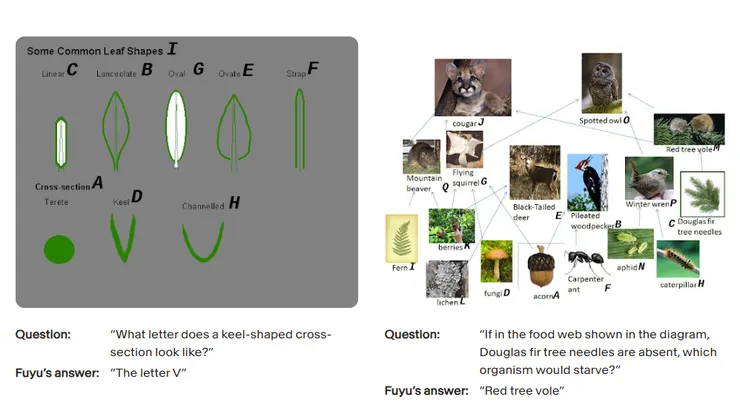 複雜圖形問題與食物鏈問題，Fuyu也能駕輕就熟，以後考試也難不倒它