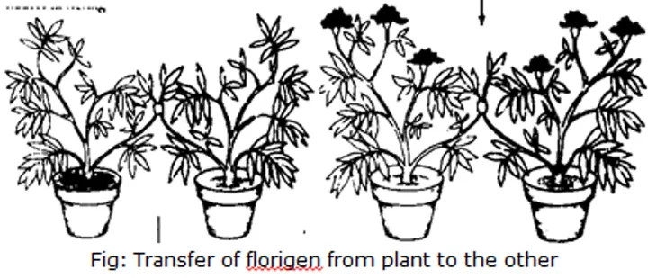 古典的開花素實驗。圖片取自網路