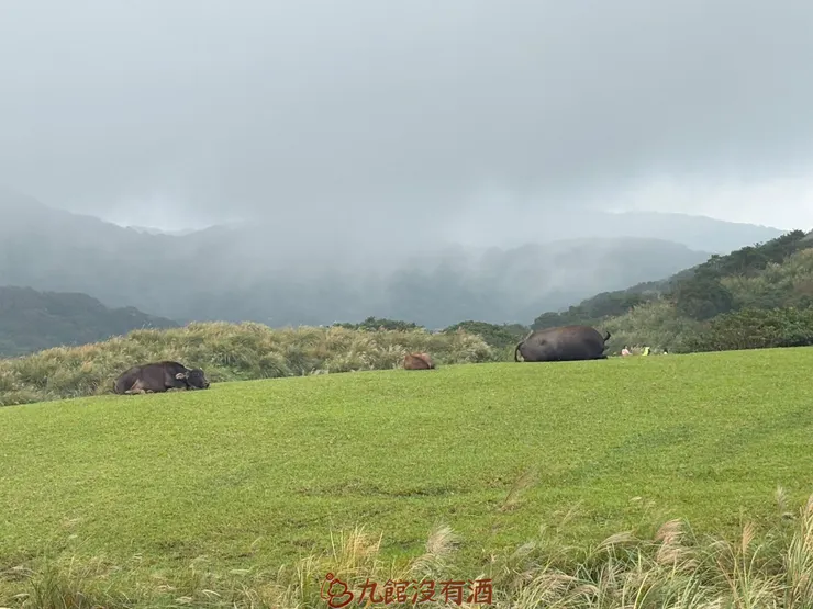 趴著吃草的水牛
