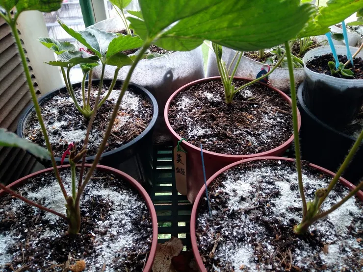 蛋殼磨成粉作有機肥料也可充當下雪景象