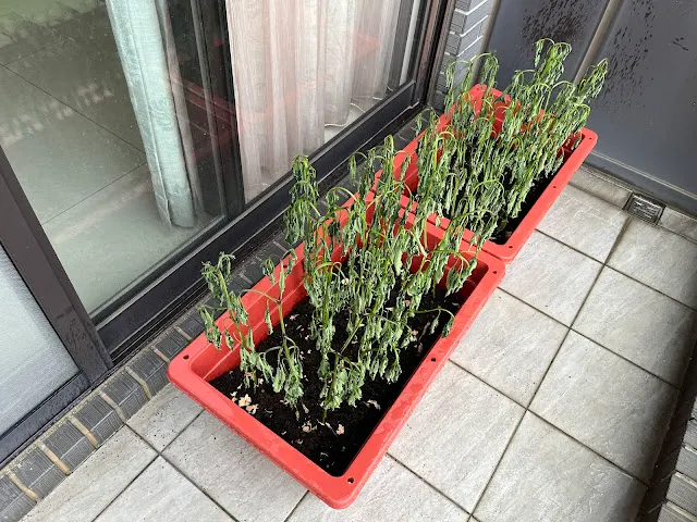 葉子全部都已經枯萎了