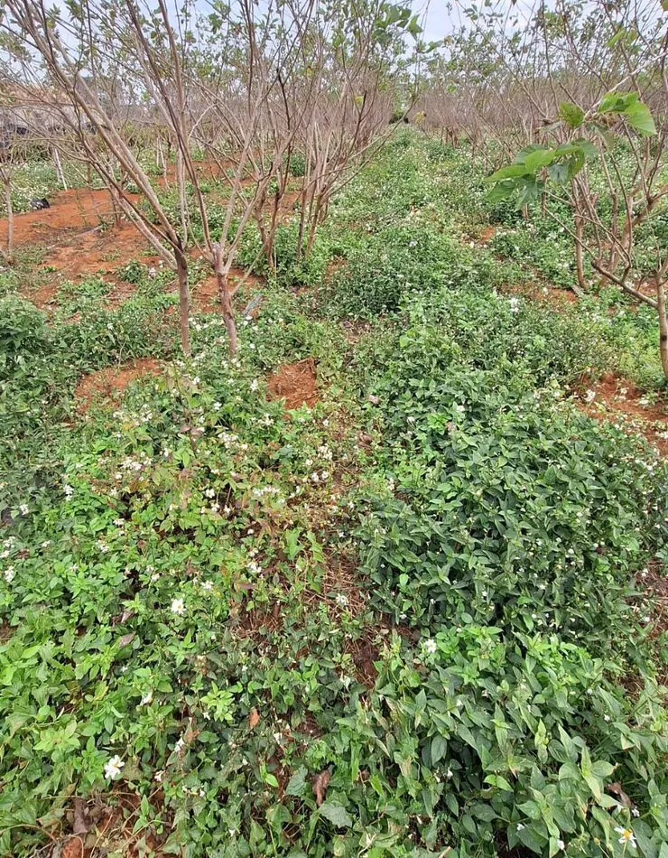 大花咸豐草(左)與小花十萬錯(右)已成為田裡的兩大雜草(拍攝於南投名間)