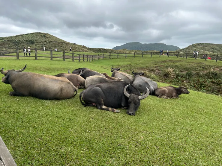 睡眼惺忪的牛牛