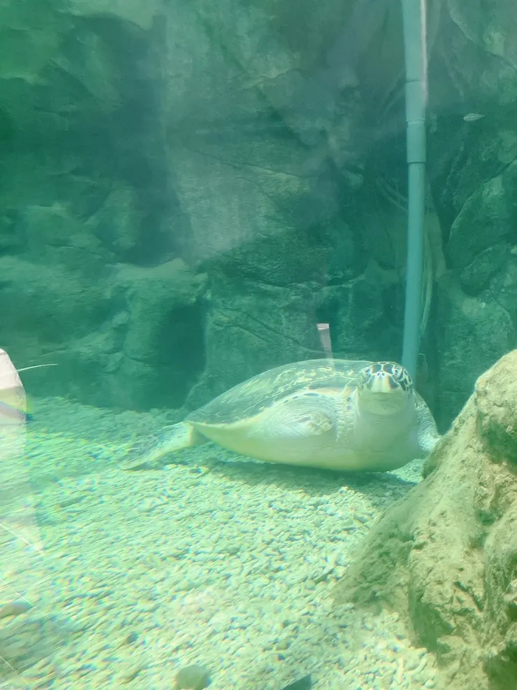這是澎湖水族館的長期住客,因為少了一個前肢而無法野放的海龜QQ